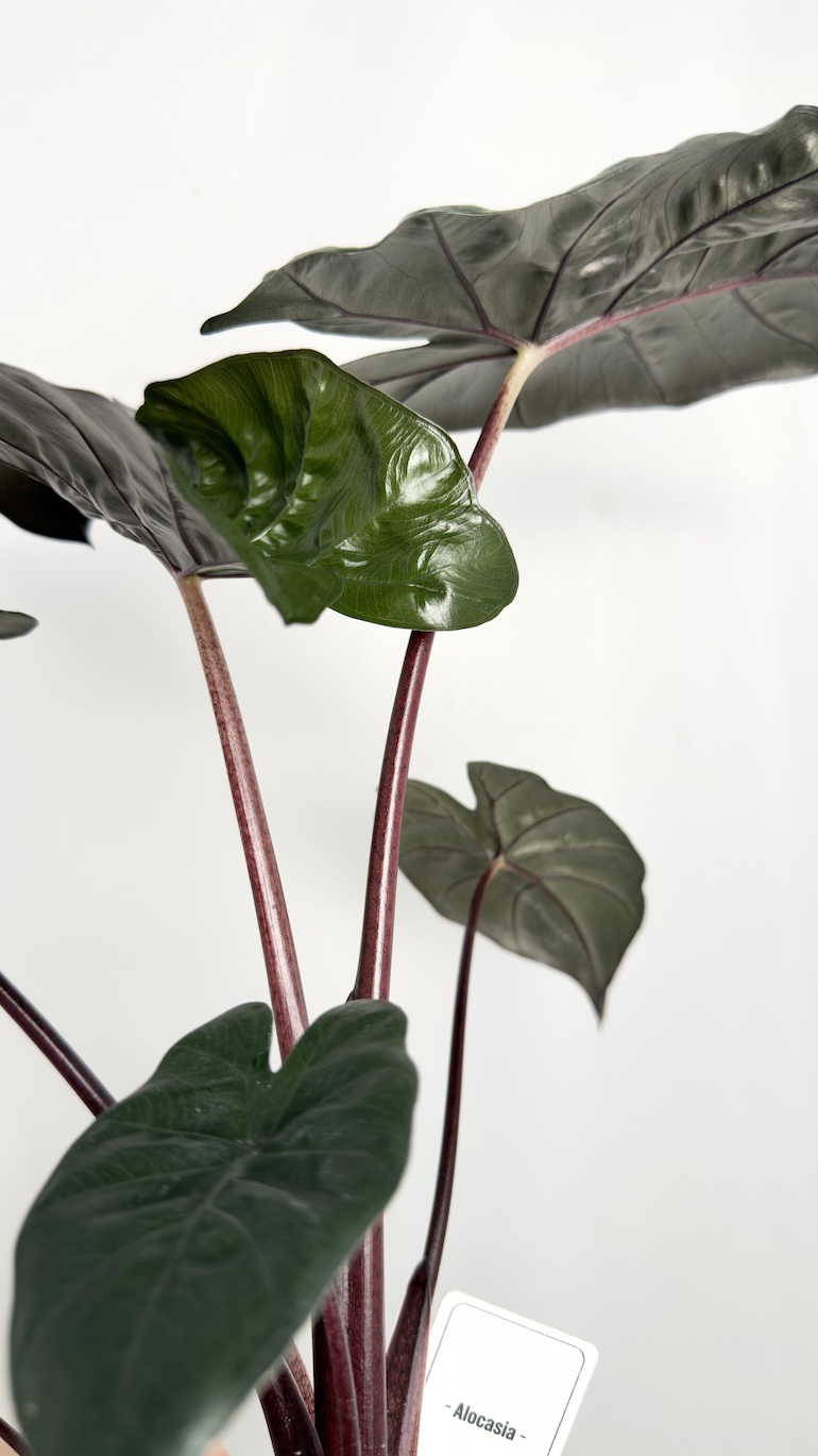Alocasia Yukatan Princess