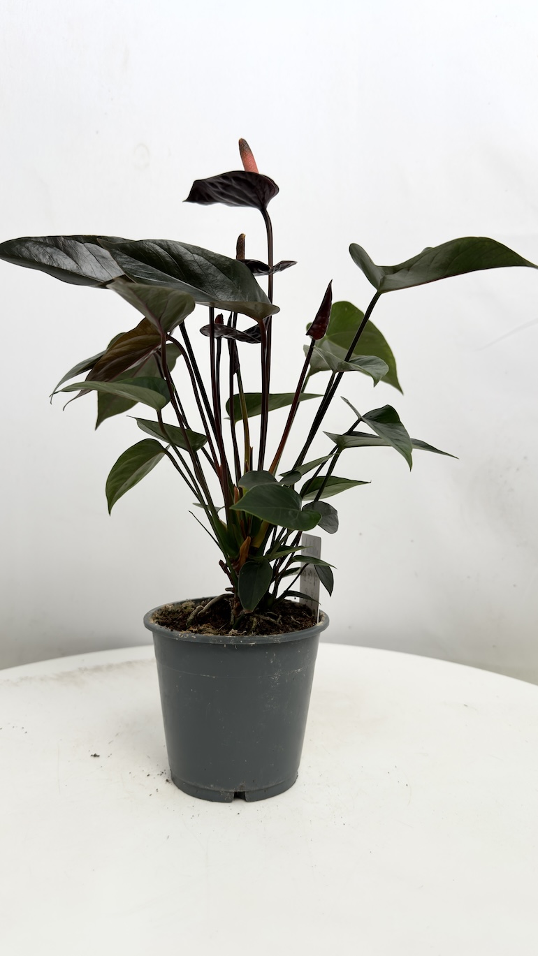 Anthurium Diamond Black Love