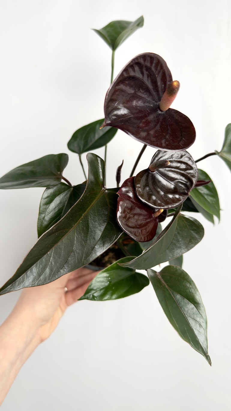 Anthurium Diamond Black Love