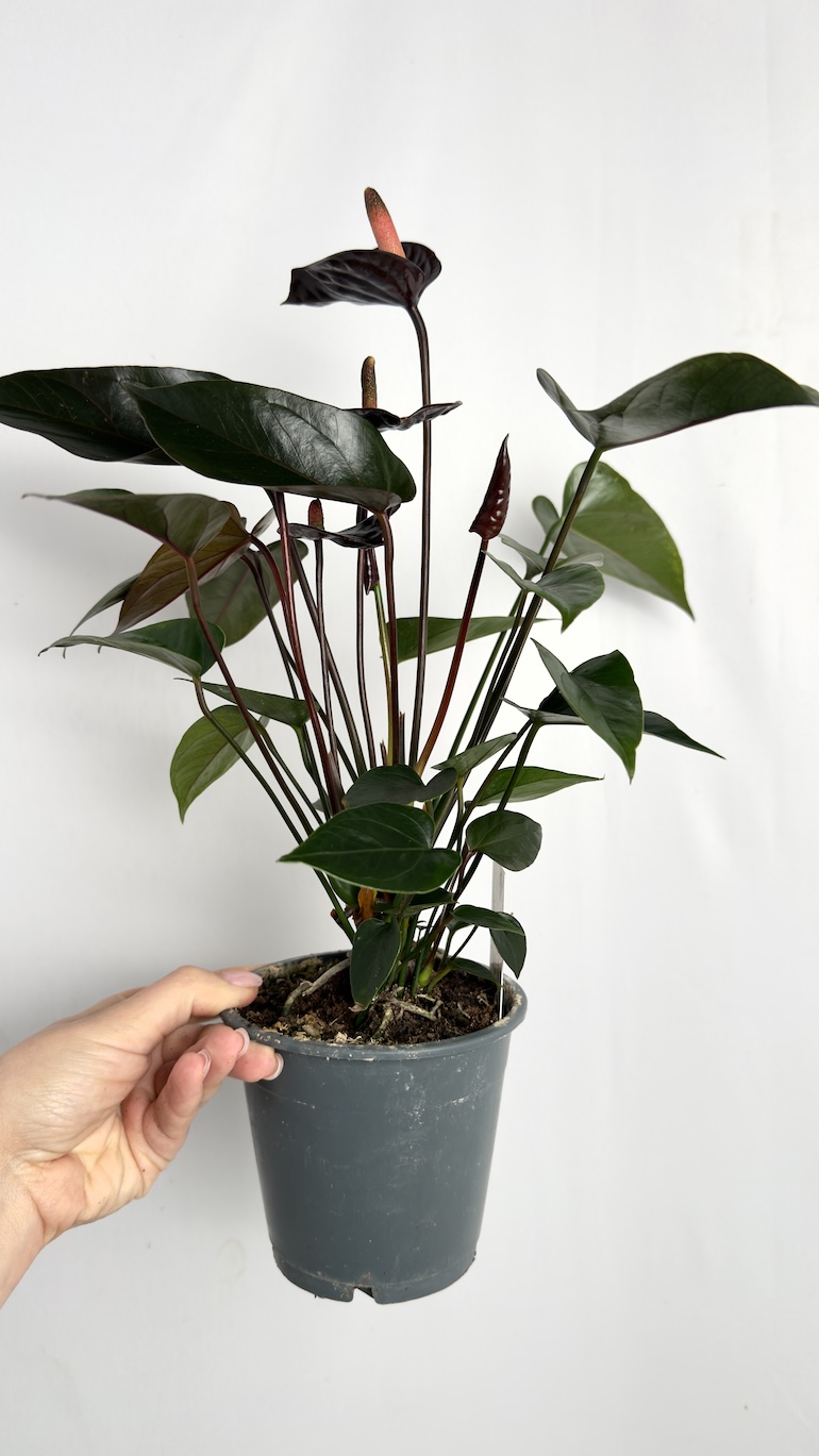 Anthurium Diamond Black Love