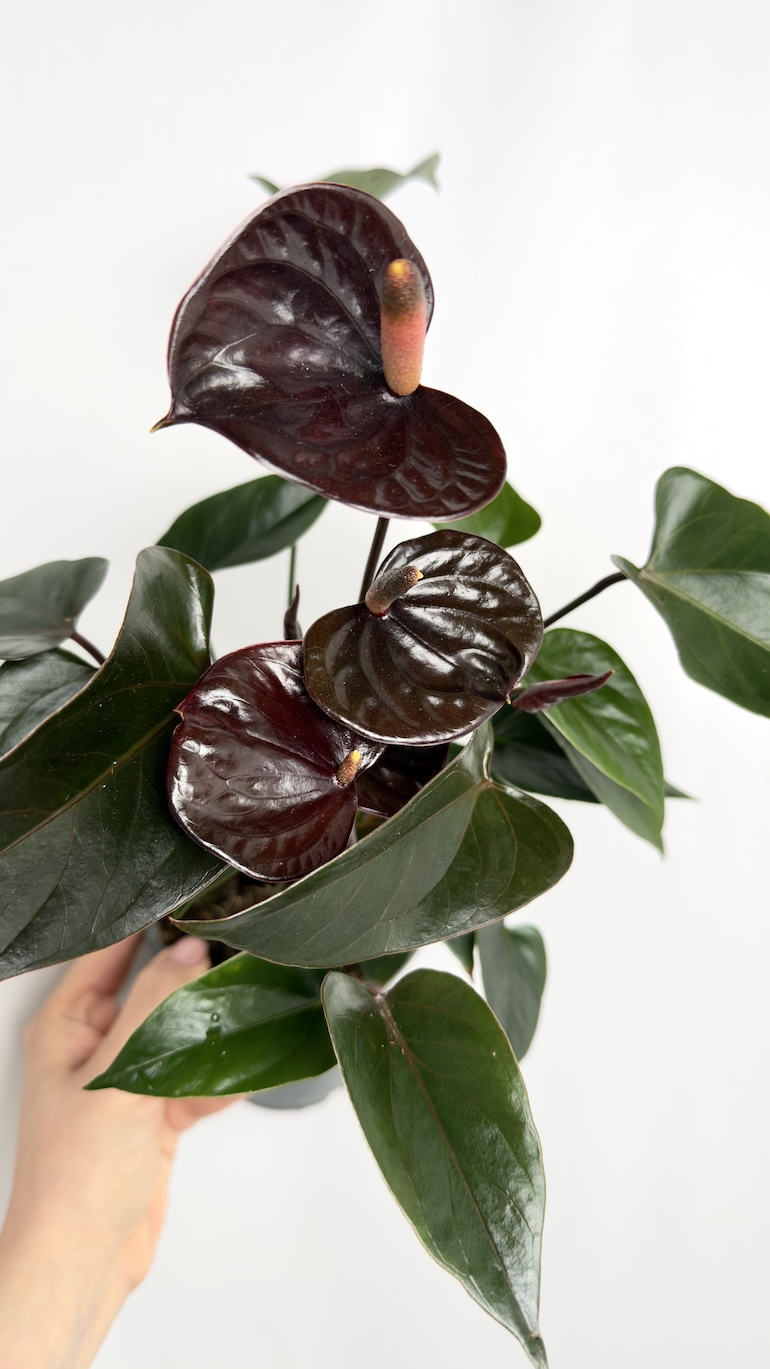 Anthurium Diamond Black Love
