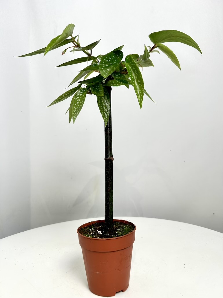 Begonia Tamaya