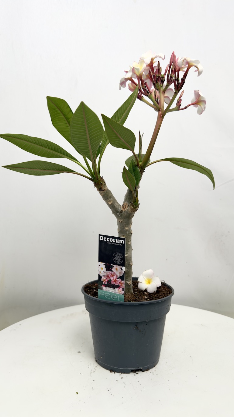 Plumeria Rubra Hawaiian Pearl
