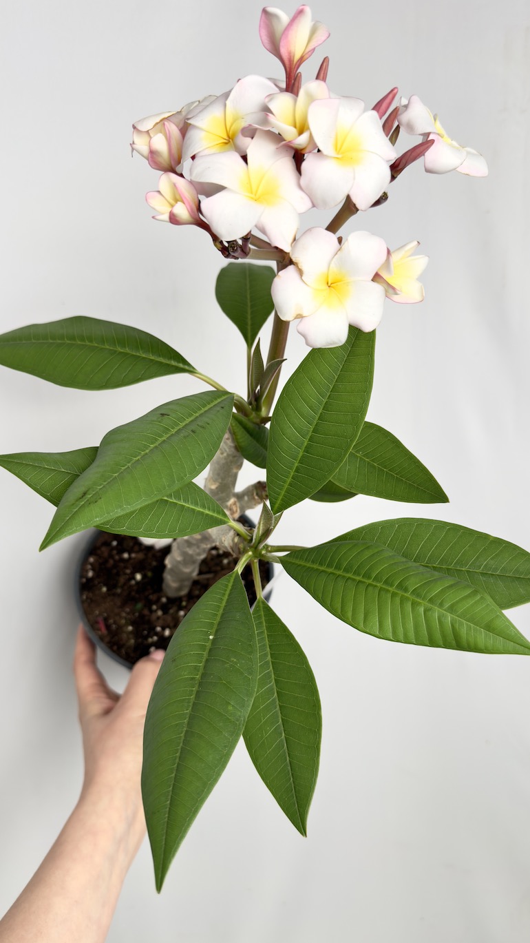 Plumeria Rubra Hawaiian Pearl