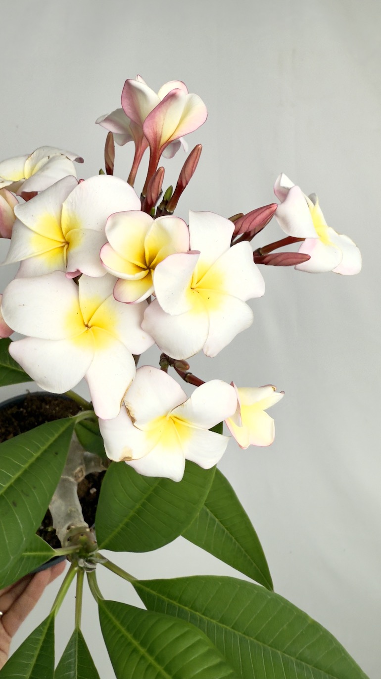 Plumeria Rubra Hawaiian Pearl