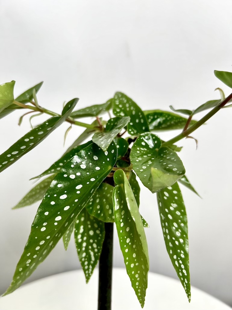 Begonia Tamaya