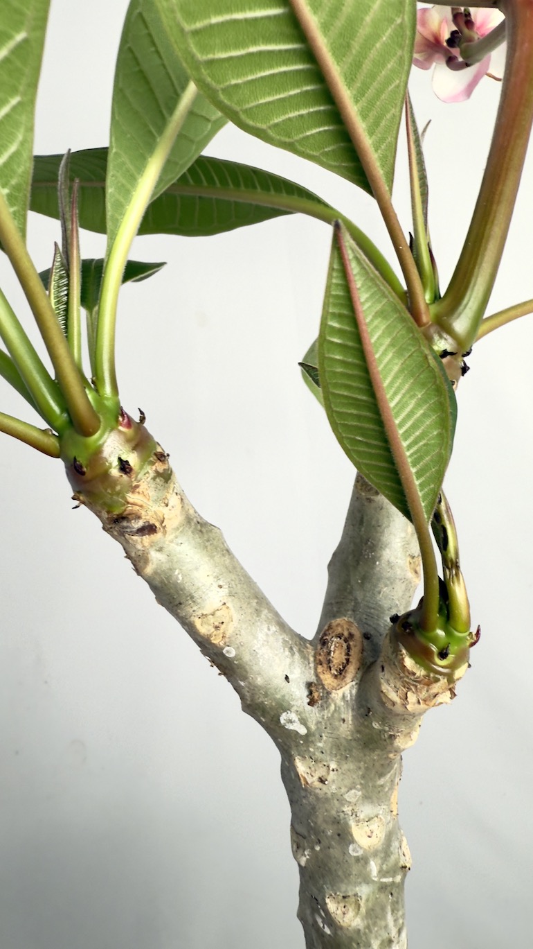 Plumeria Rubra Hawaiian Pearl