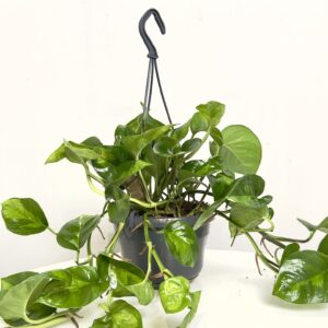 Epipremnum Global Green