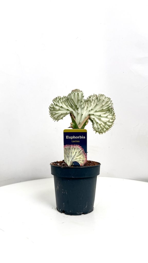 Euphorbia Cristata