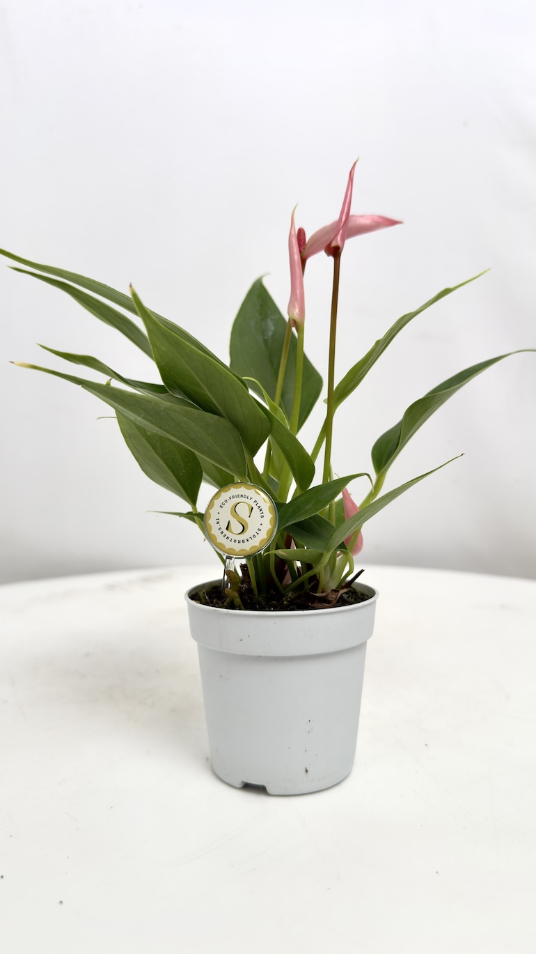 Anthurium Lilii
