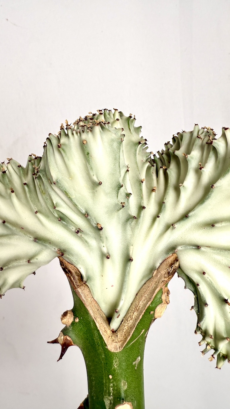Euphorbia Cristata