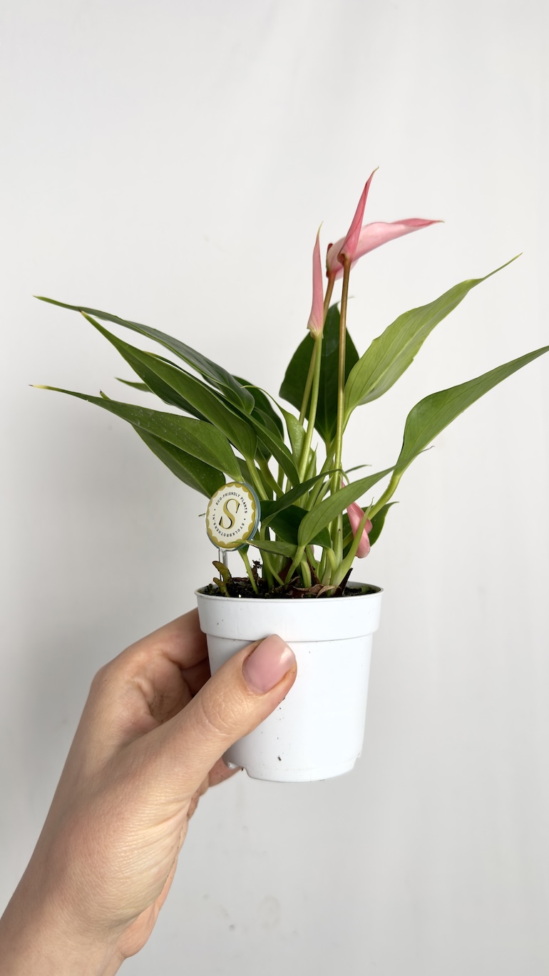 Anthurium Lilii