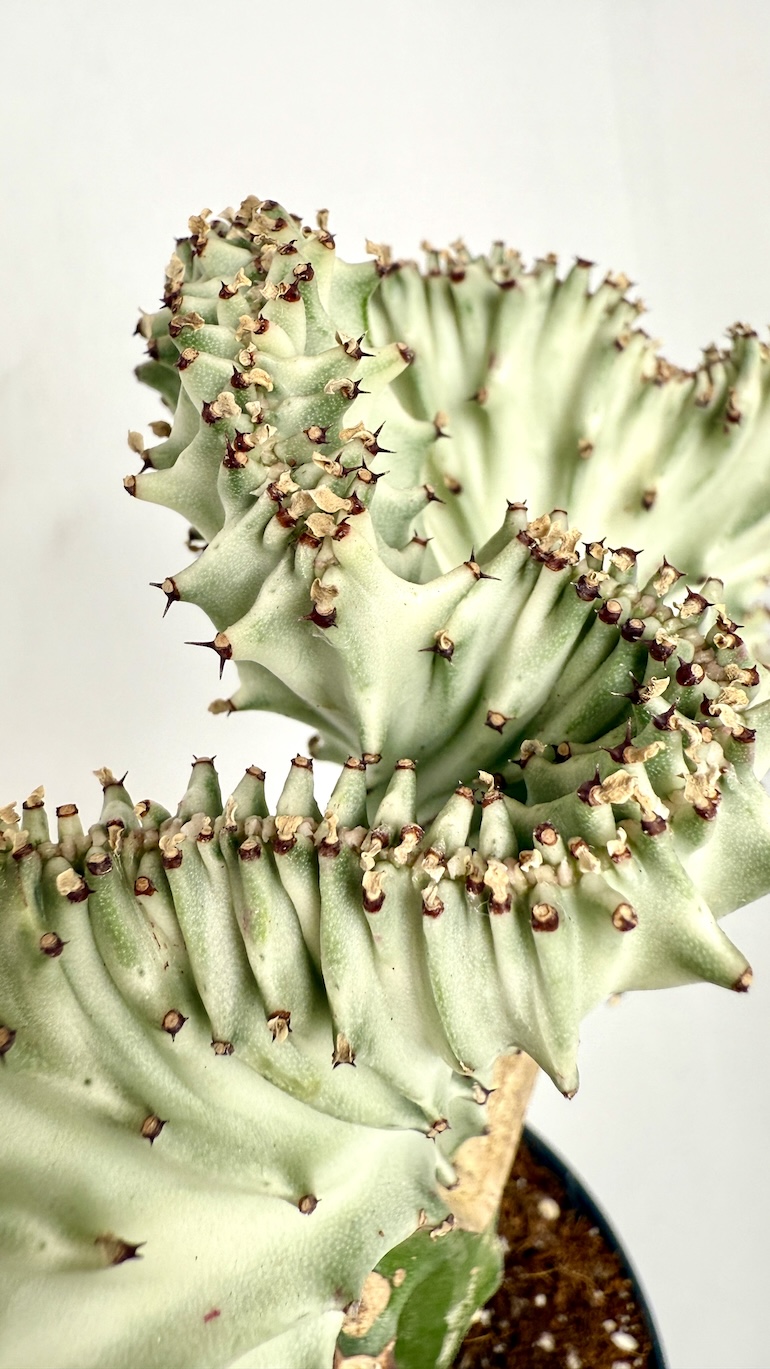 Euphorbia Cristata