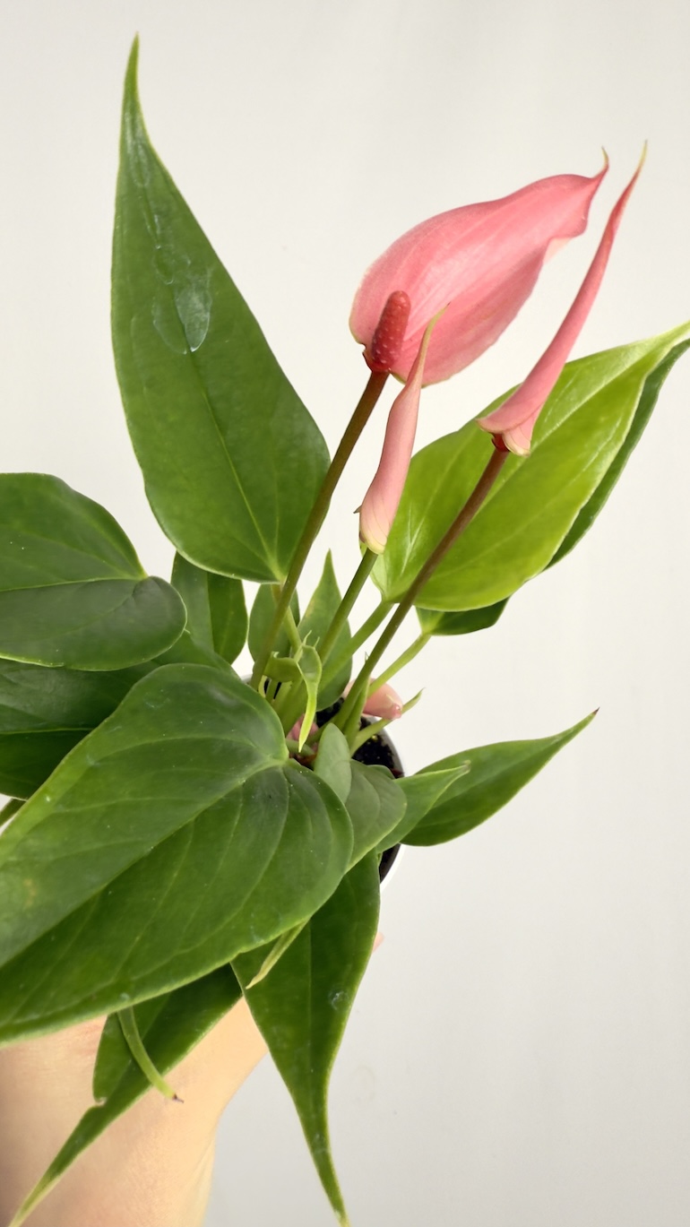 Anthurium Lilii