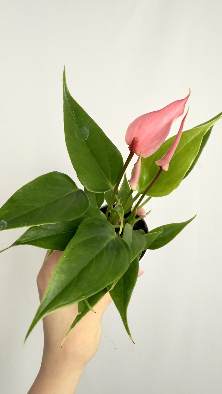 Anthurium Lilii