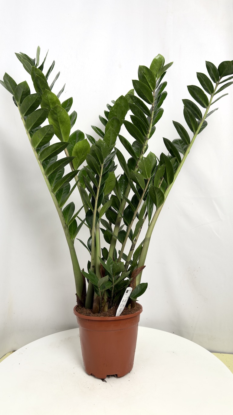 Zamioculcas zamiolistny