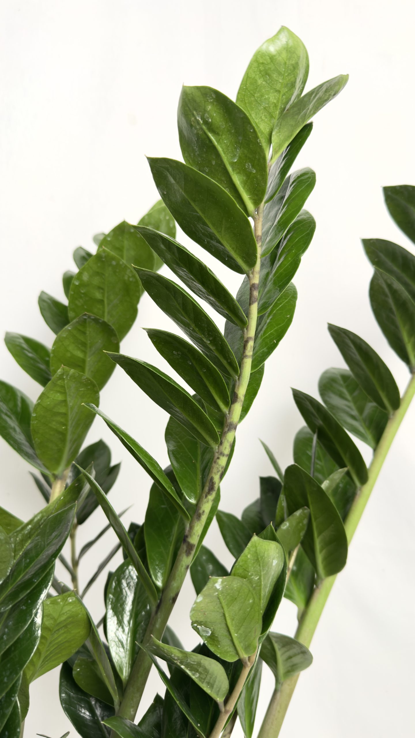 Zamioculcas zamiolistny