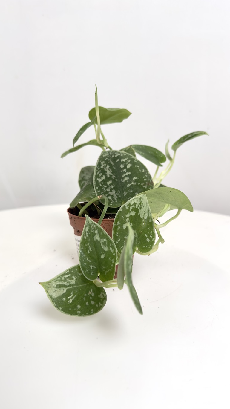 Scindapsus Silvery Ann