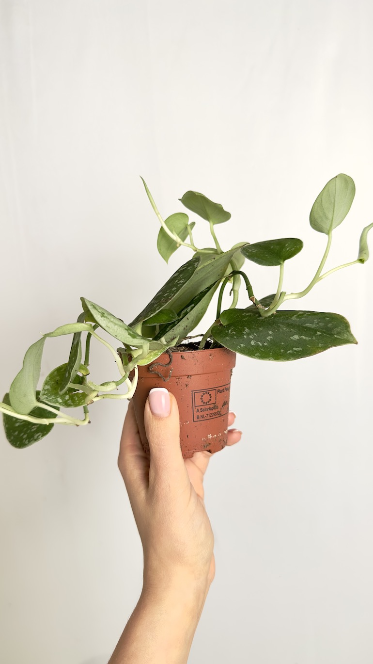 Scindapsus Silvery Ann