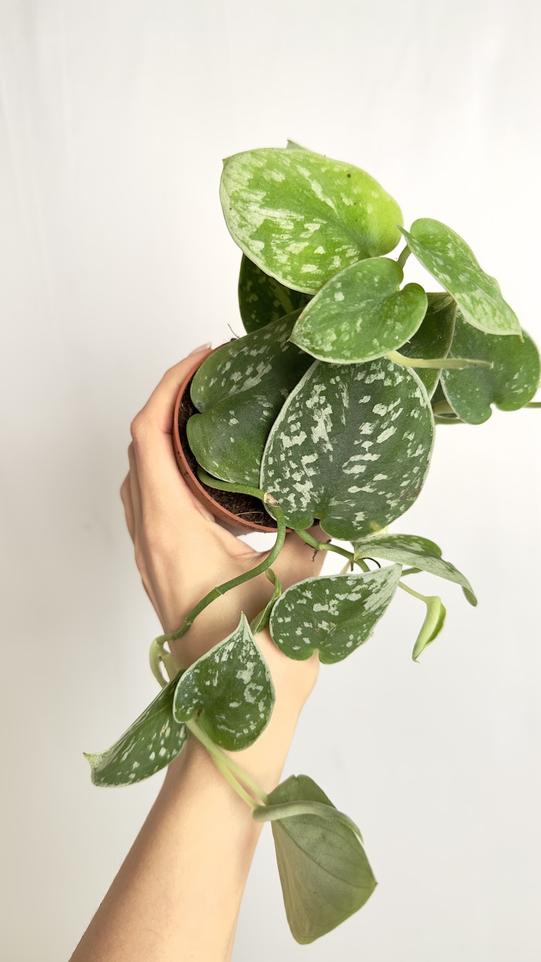 Scindapsus Silvery Ann