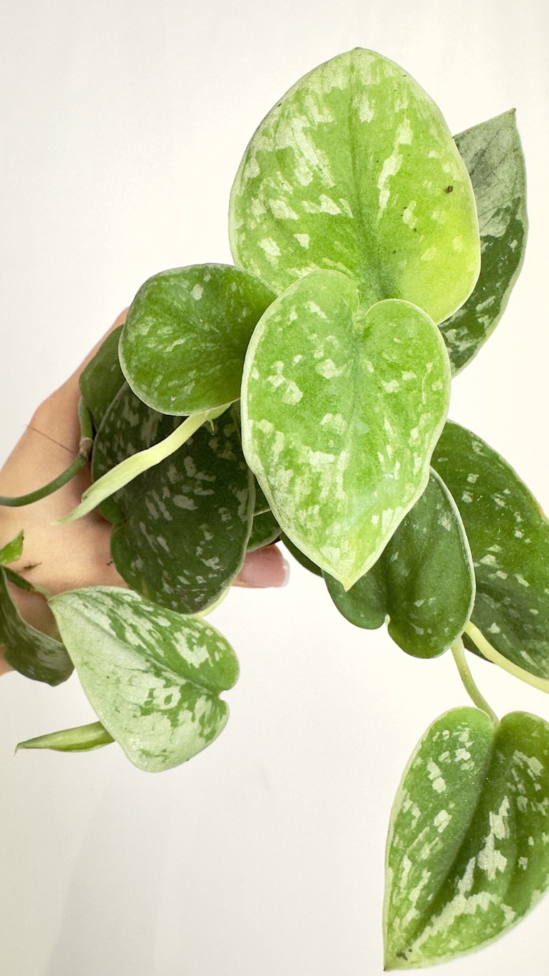 Scindapsus Silvery Ann