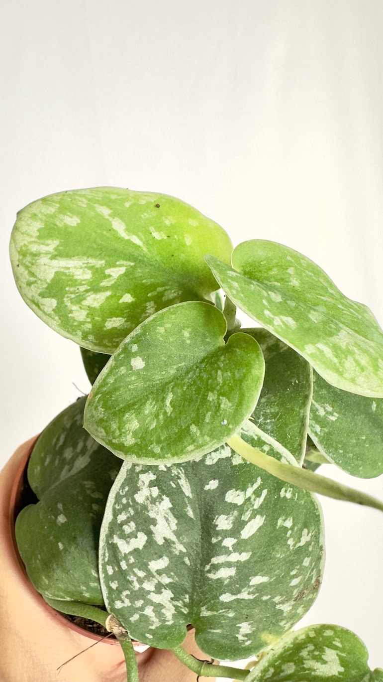 Scindapsus Silvery Ann