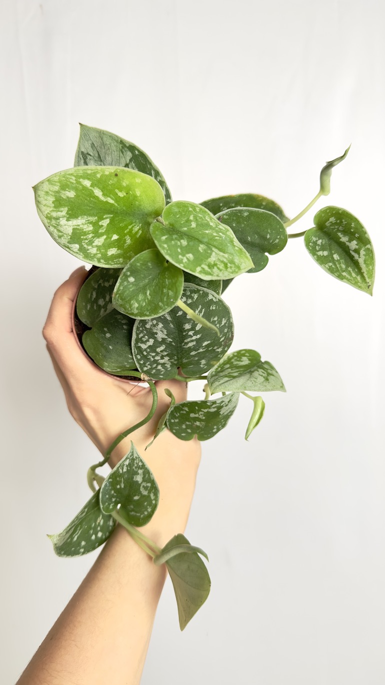 Scindapsus Silvery Ann