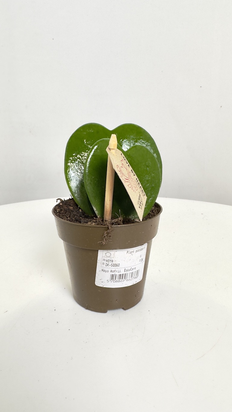 Hoya Kerri