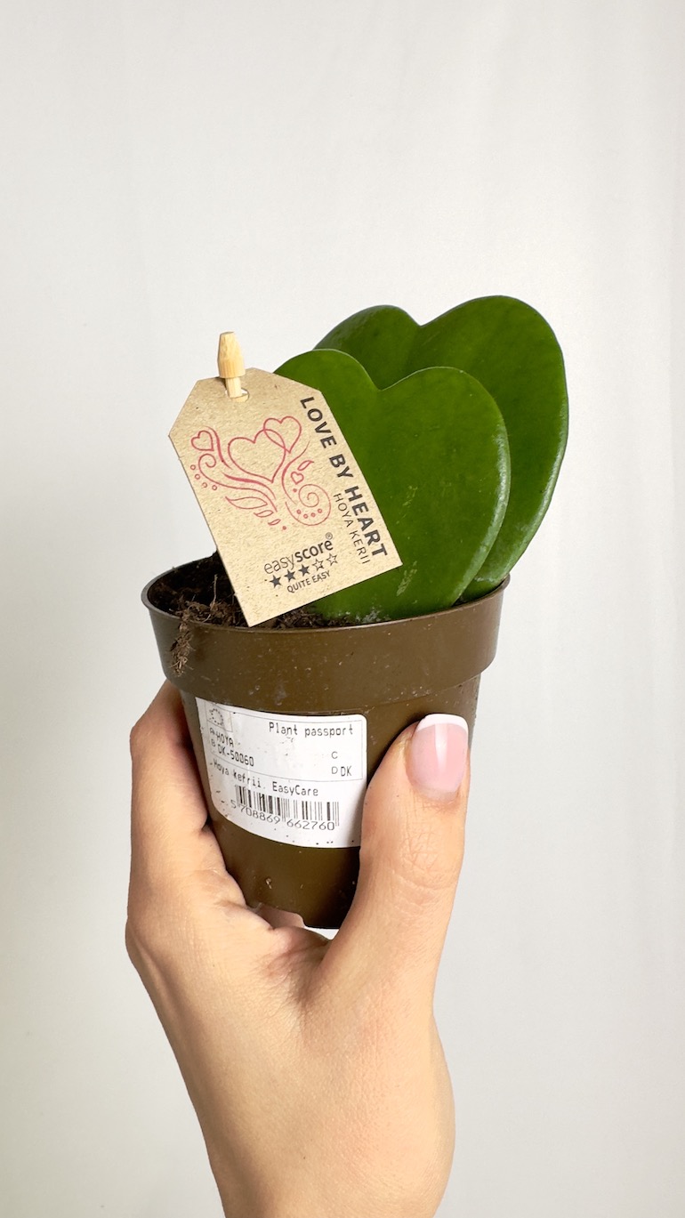 Hoya Kerri