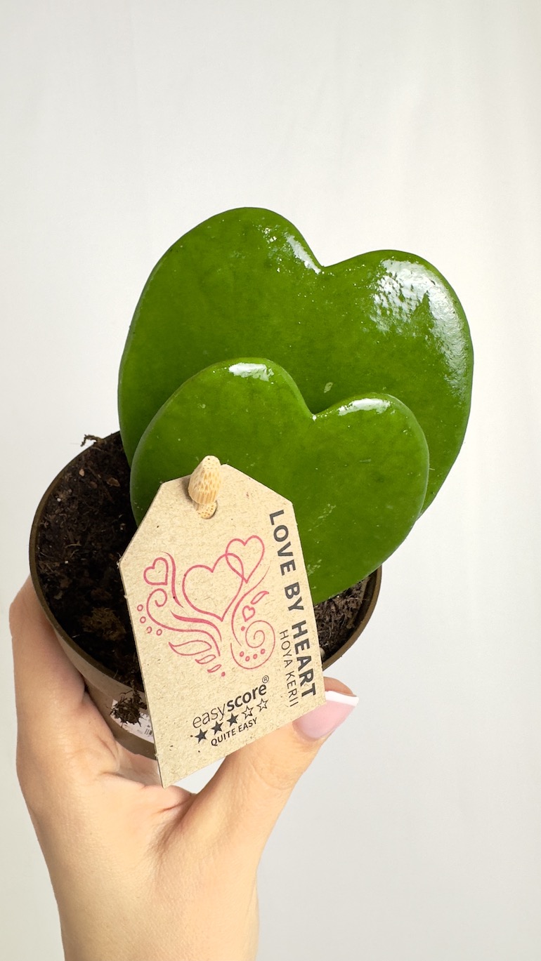 Hoya Kerri