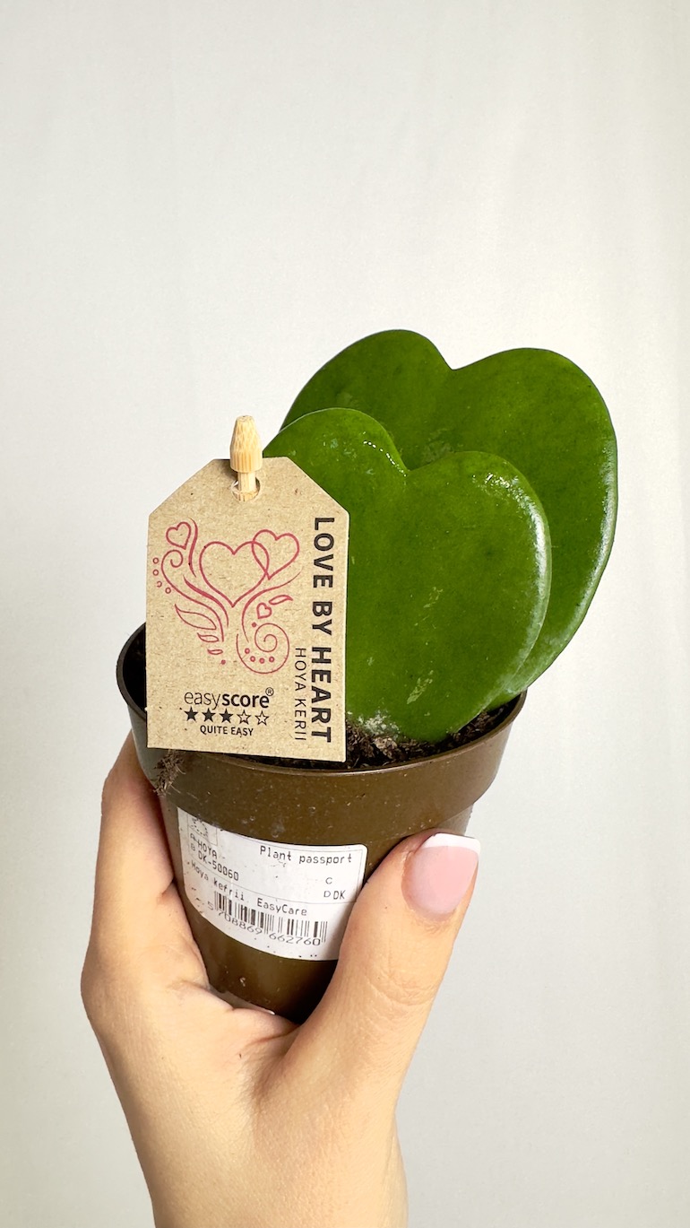 Hoya Kerri