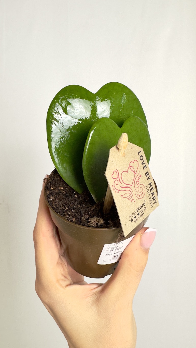 Hoya Kerri