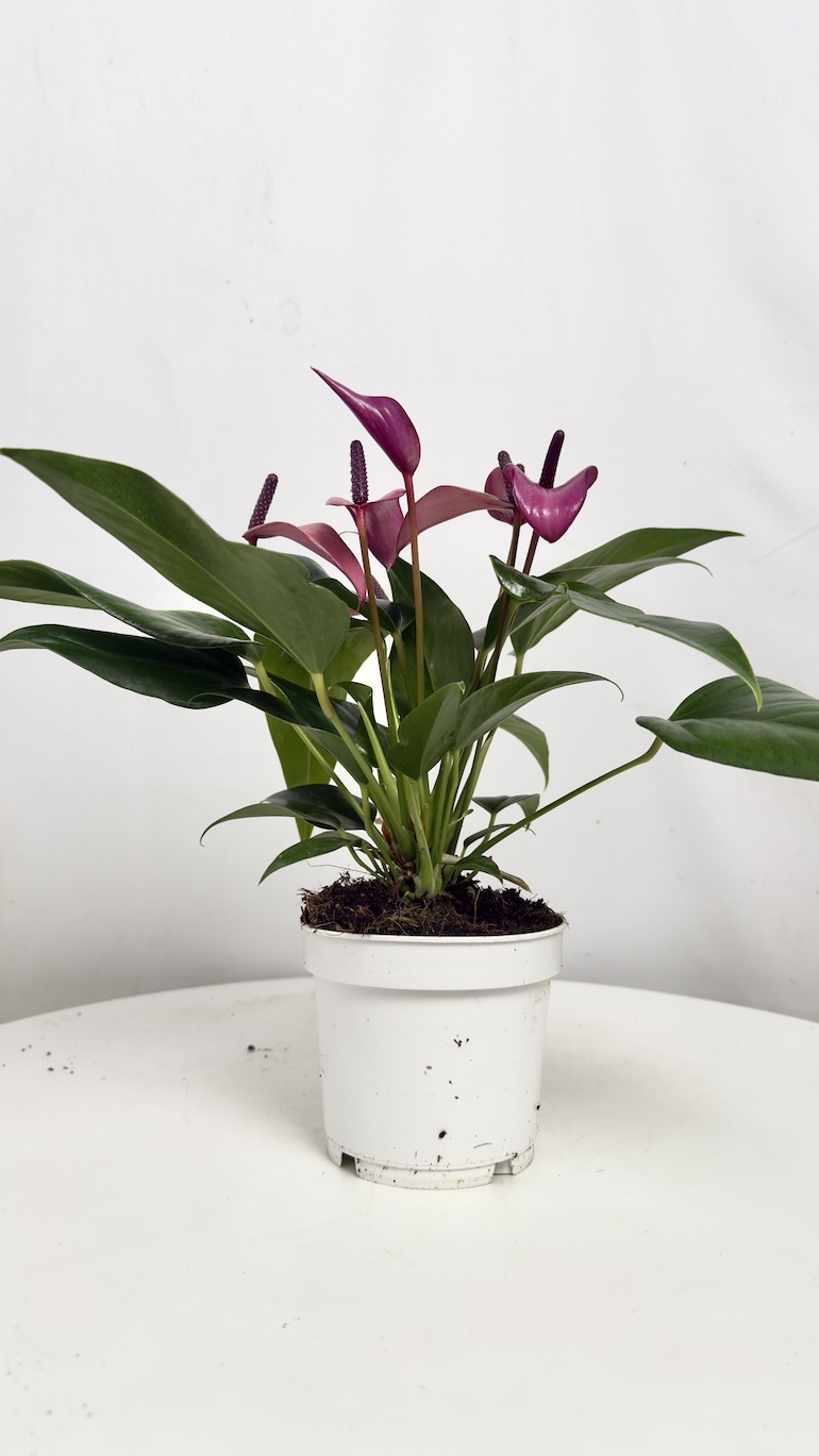 Anthurium Champion Zizou