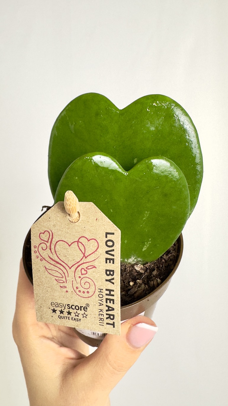 Hoya Kerri