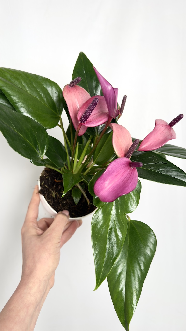 Anthurium Champion Zizou