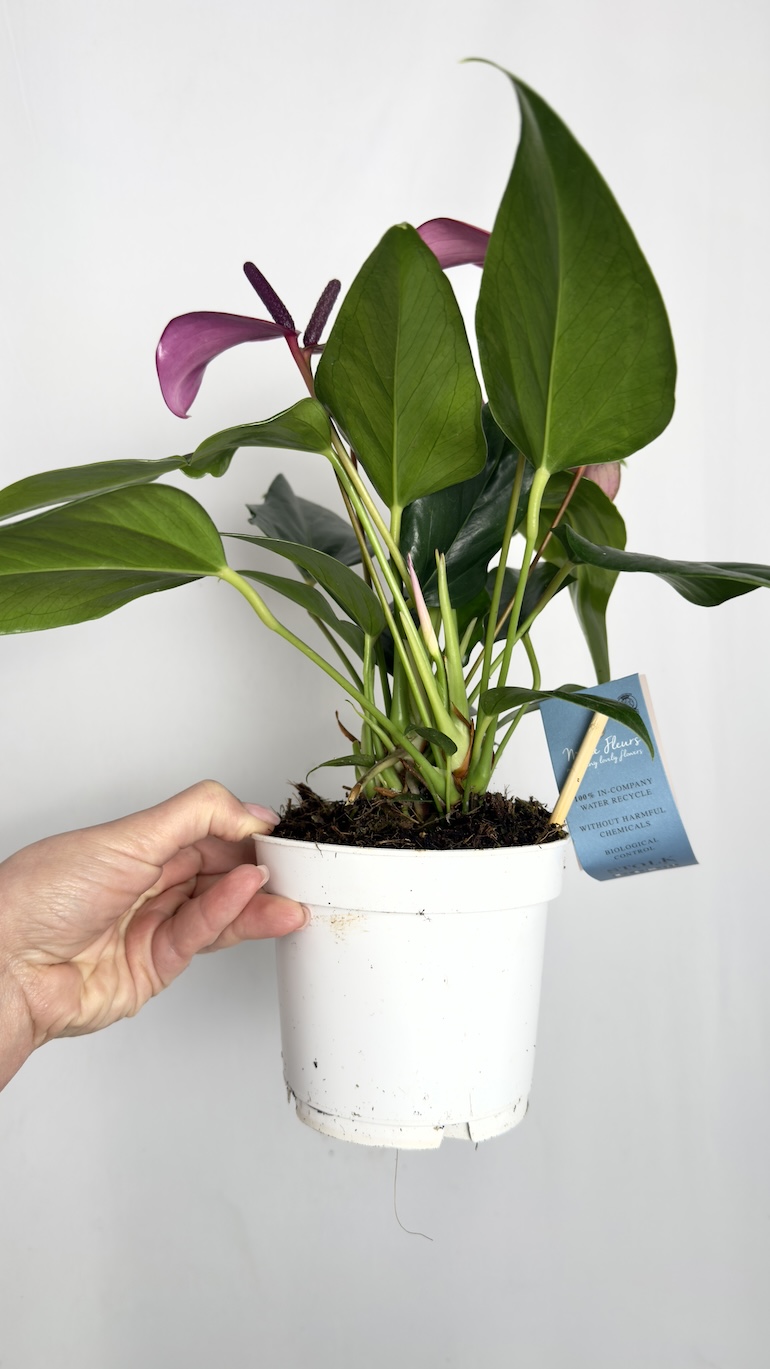 Anthurium Champion Zizou