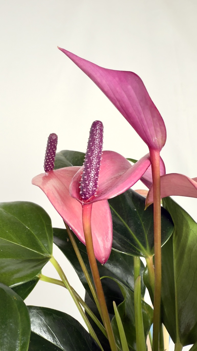Anthurium Champion Zizou