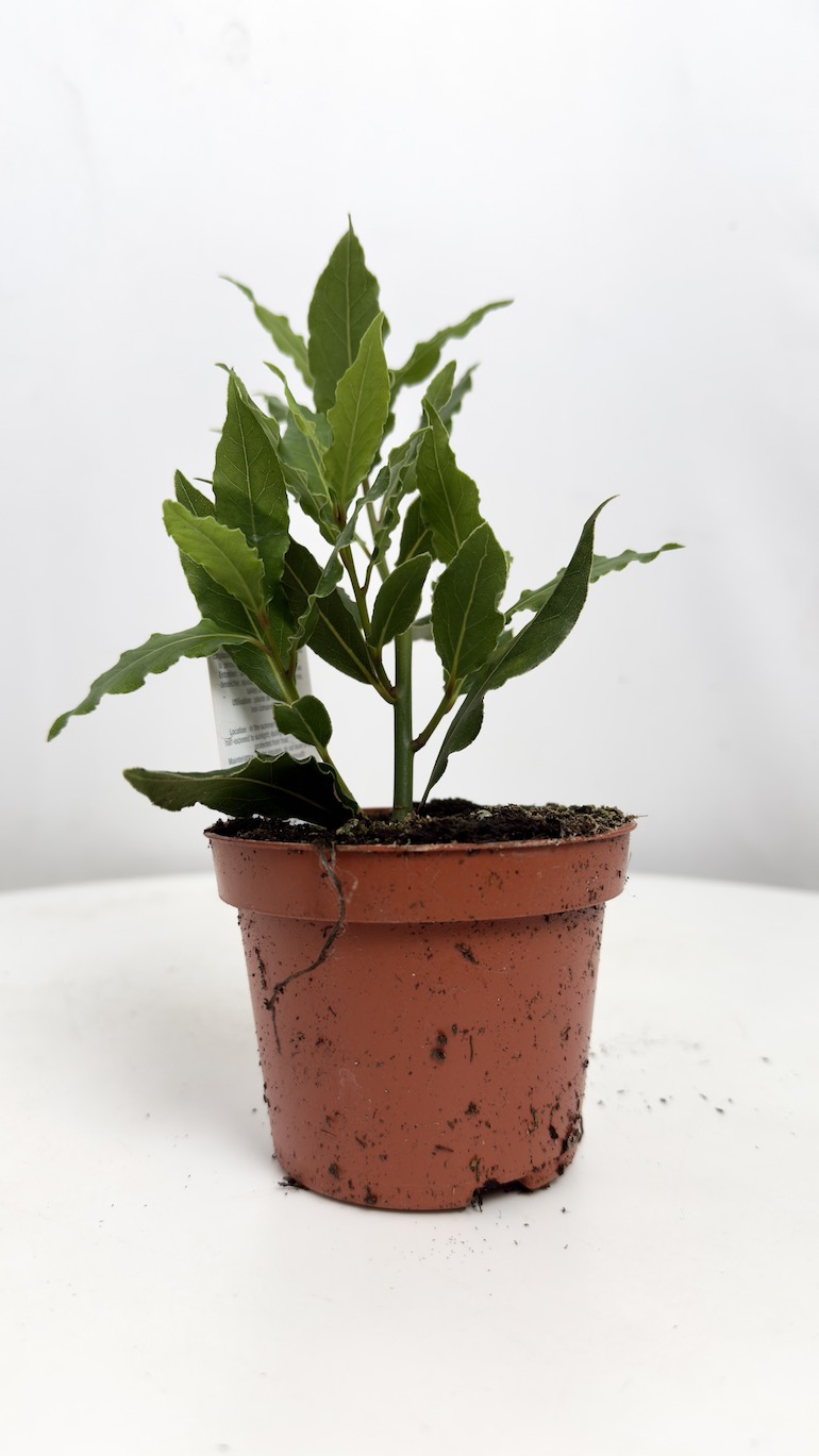 Laurus nobilis (liść laurowy)