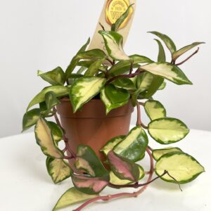 Hoya carnosa Tricolor