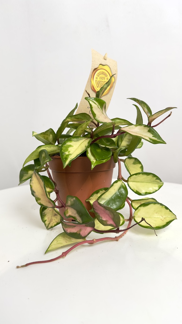 Hoya carnosa Tricolor