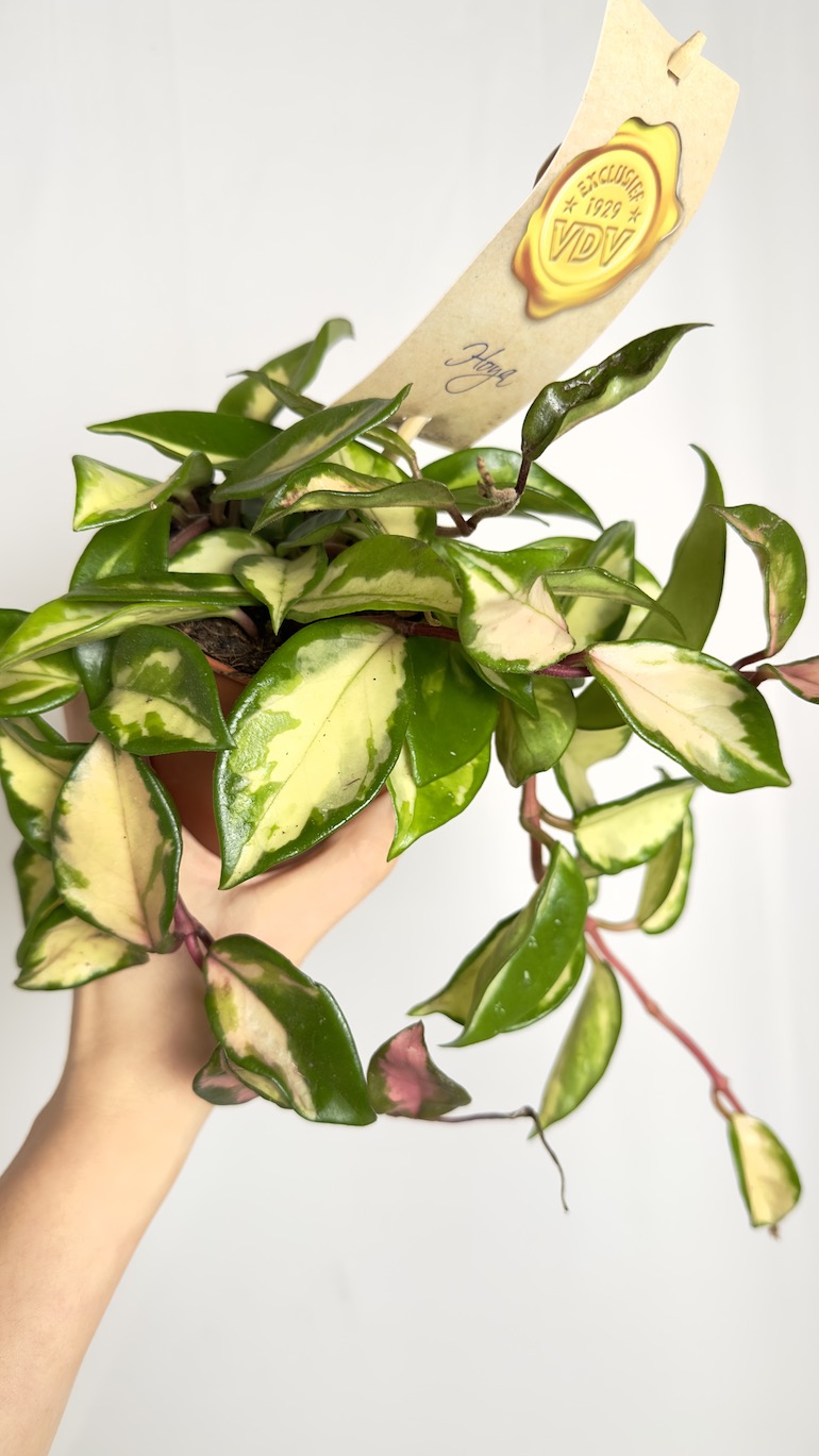 Hoya carnosa Tricolor