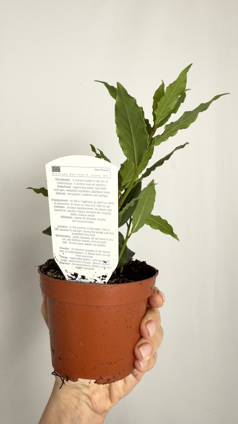 Laurus nobilis (liść laurowy)