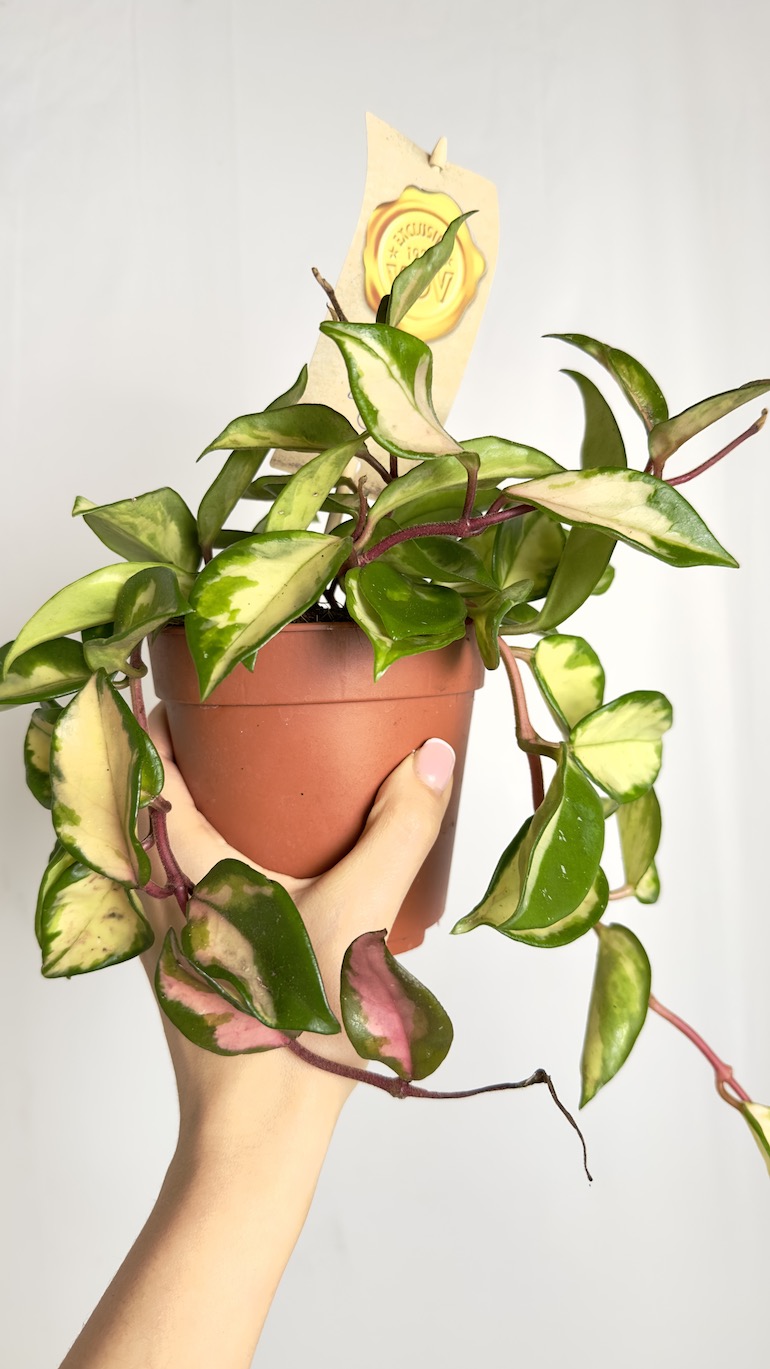 Hoya carnosa Tricolor