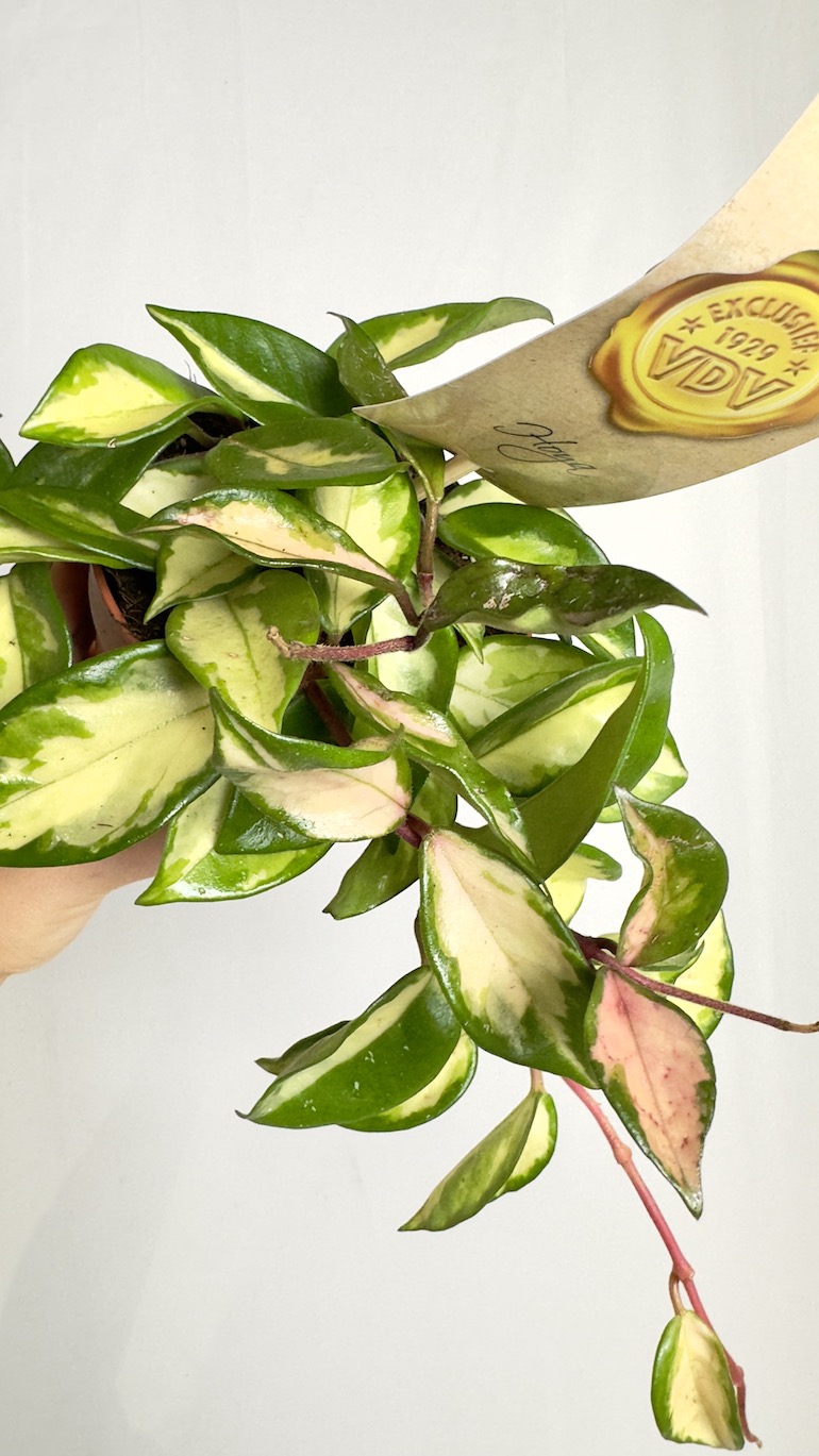 Hoya carnosa Tricolor