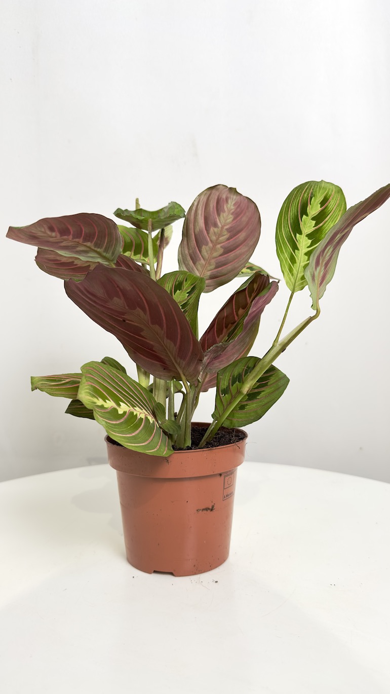 Maranta Fascinator Tricolor