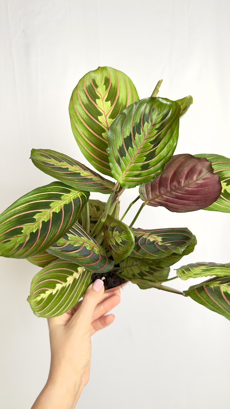 Maranta Fascinator Tricolor