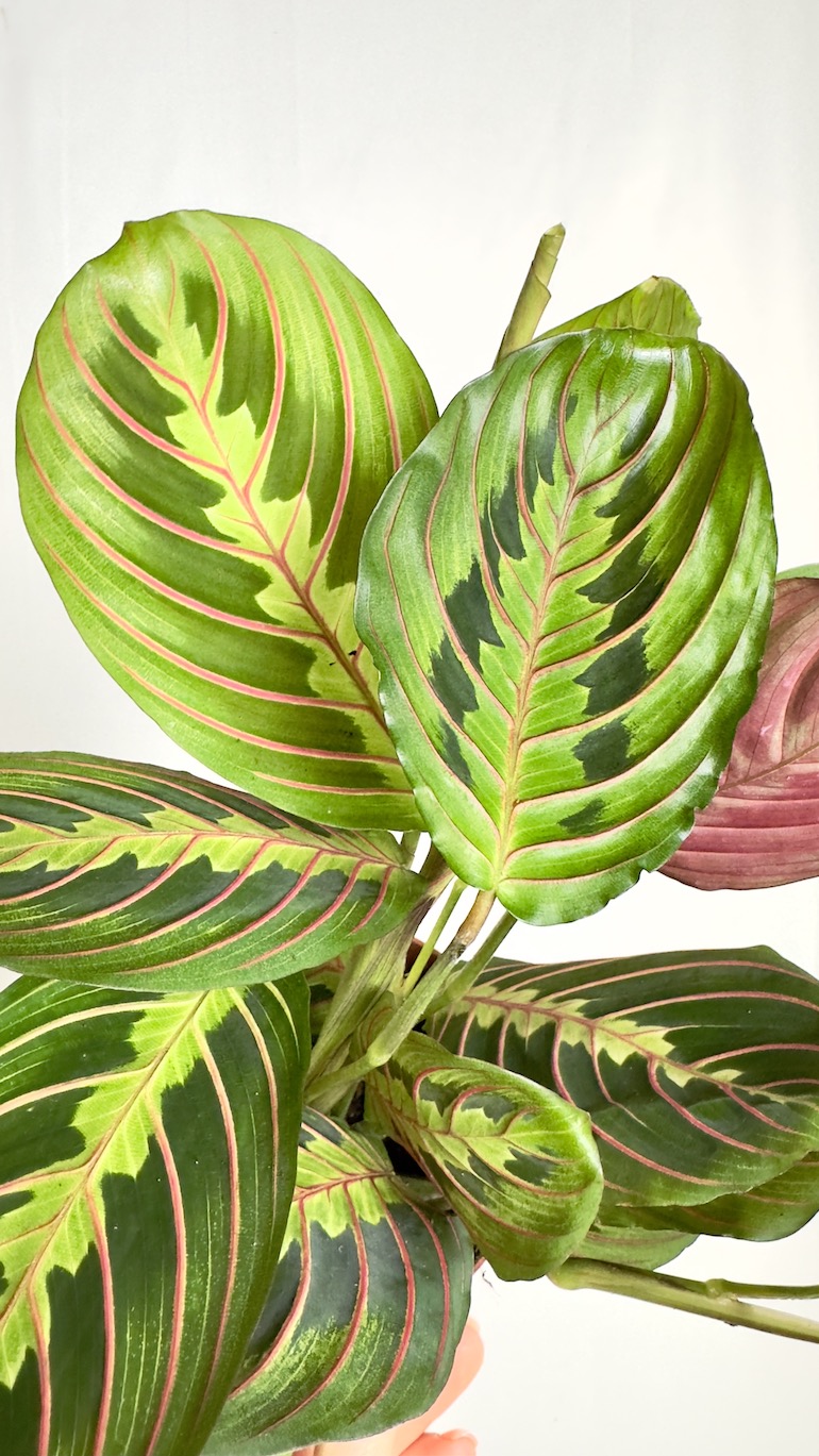 Maranta Fascinator Tricolor