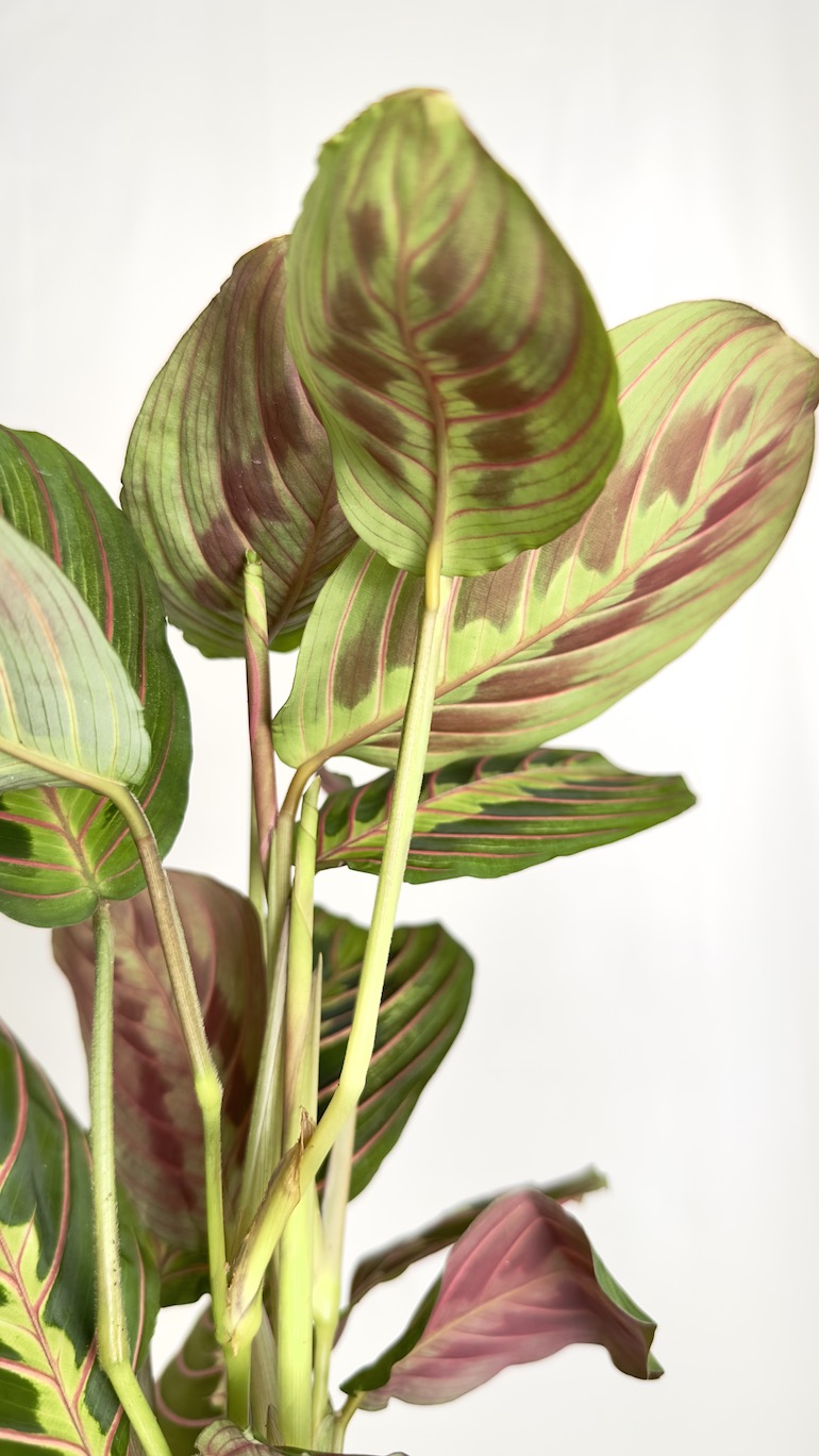 Maranta Fascinator Tricolor