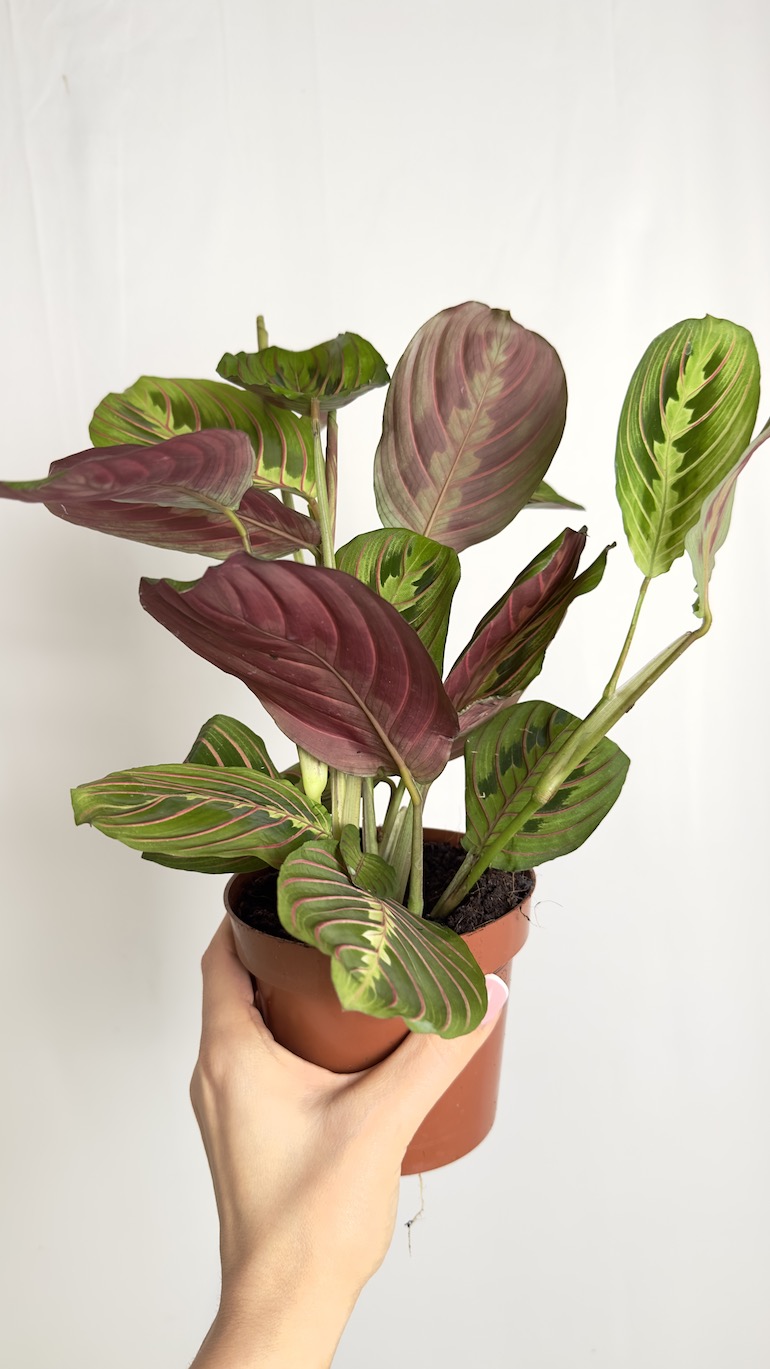 Maranta Fascinator Tricolor