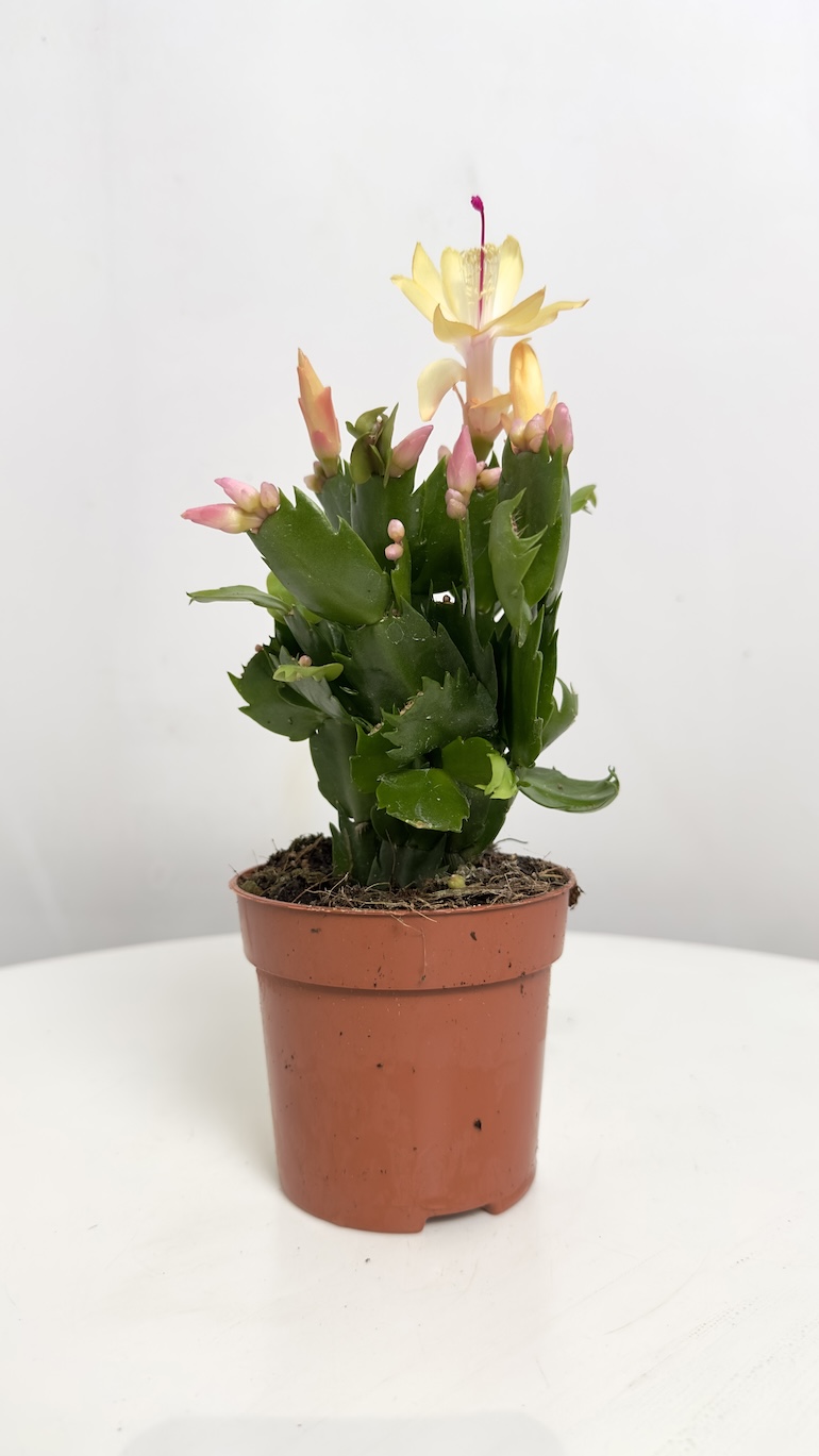 Schlumbergera Grudnik żółty